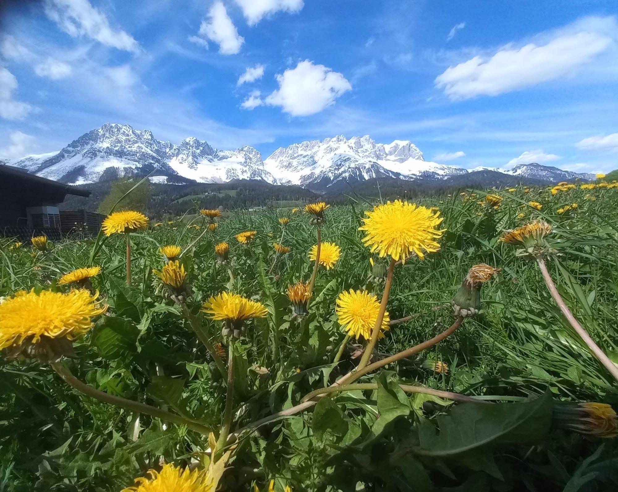 Ferienwohnung Lara Scheffau am Wilden Kaiser Exteriör bild